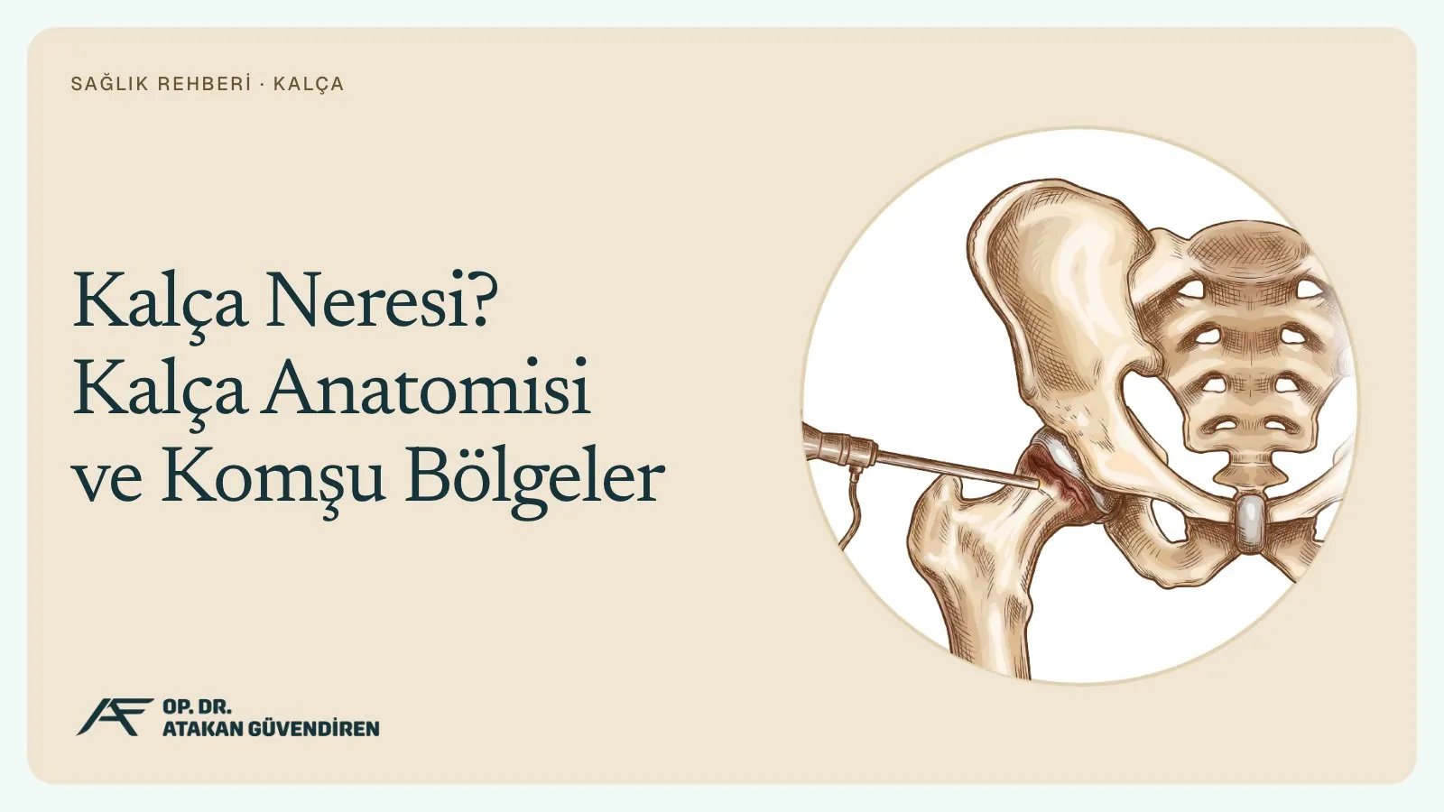 Kalça Neresi? Kalça Anatomisi ve Komşu Bölgeler