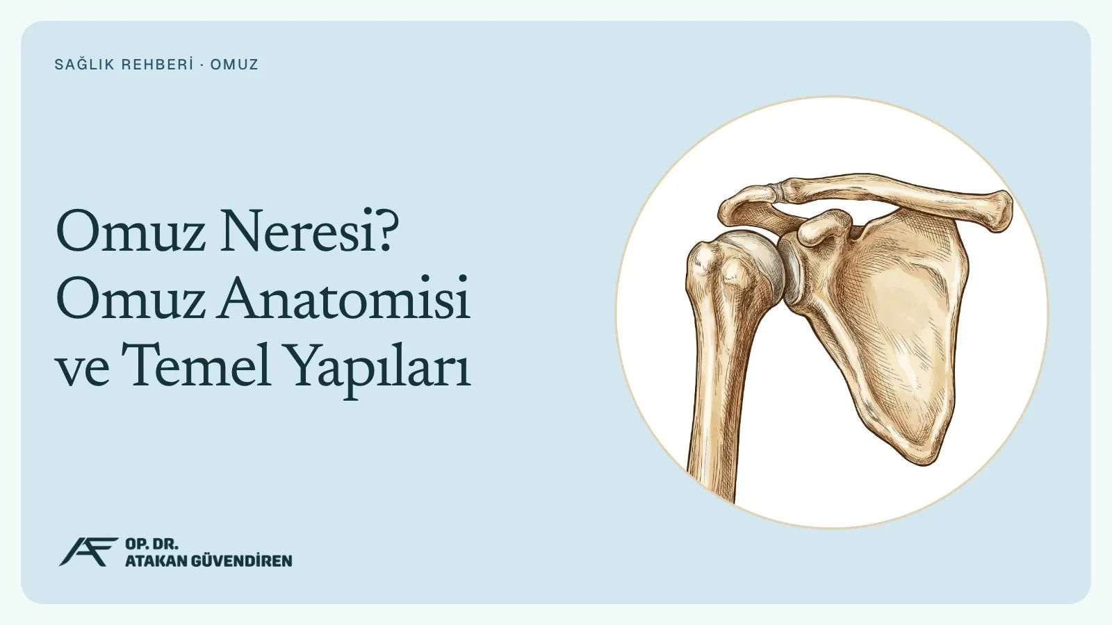 Omuz Neresi? Omuz Anatomisi ve Temel Yapıları